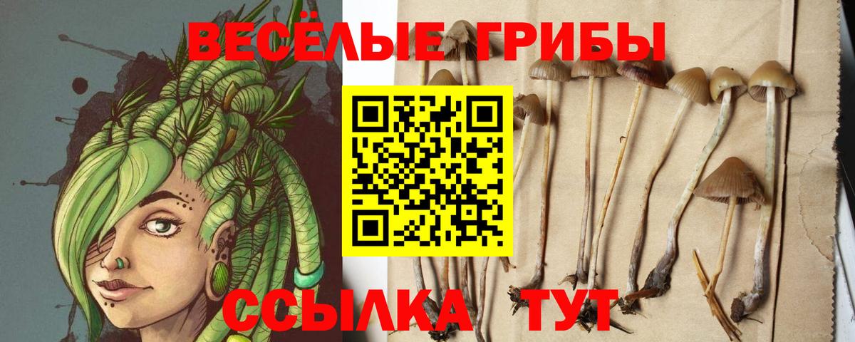 Туймазы  Псилоцибиновые грибы Cubensis  купить наркотики сайты  Вход с VPN 